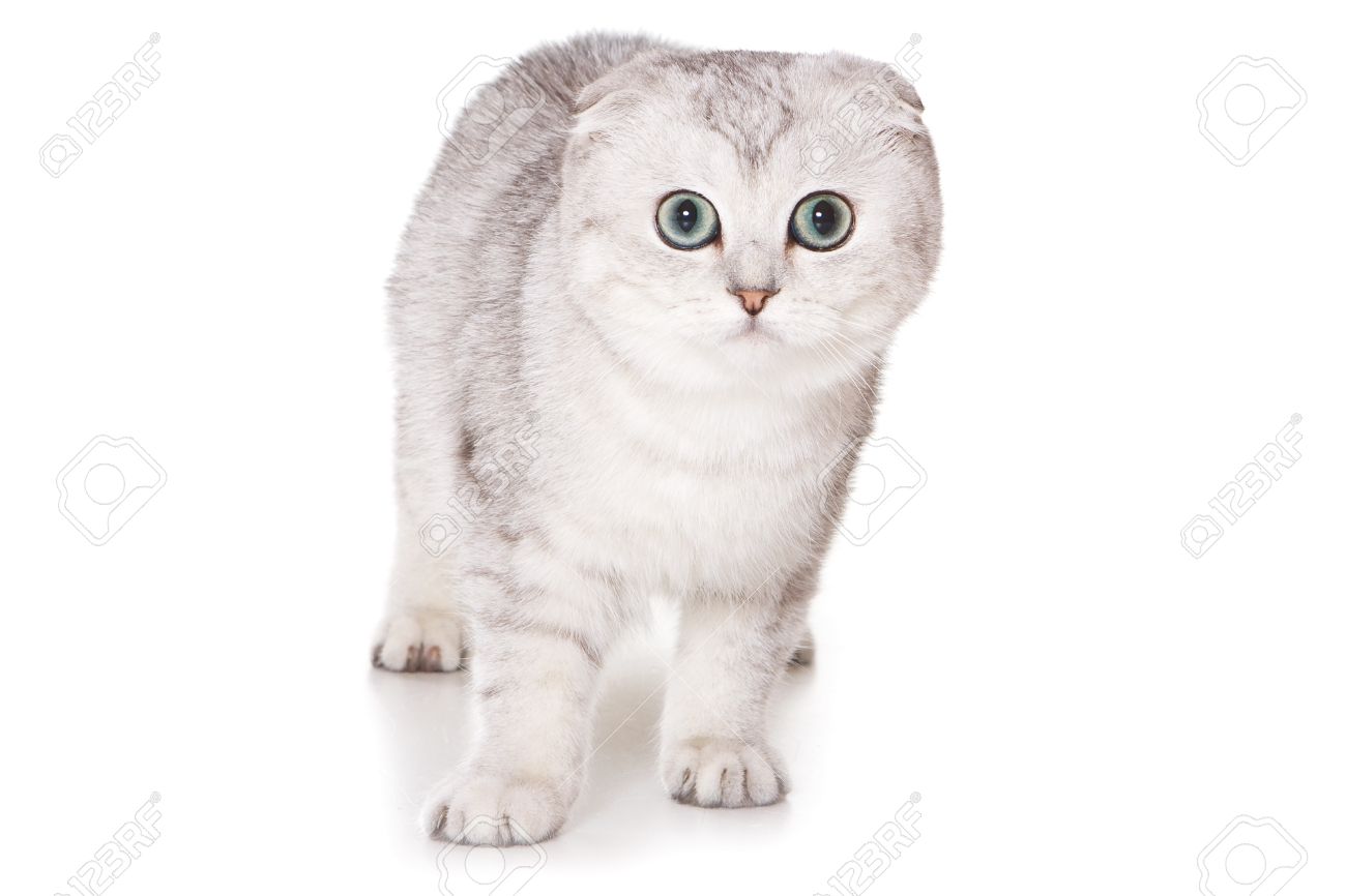 Scottish Fold White Kitten