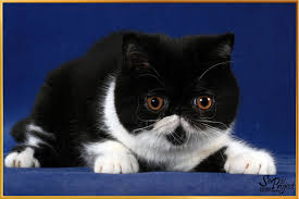 Short Hair Black Scottish Fold Cat