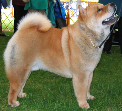 Shorthaired Chow Chow Dog Picture