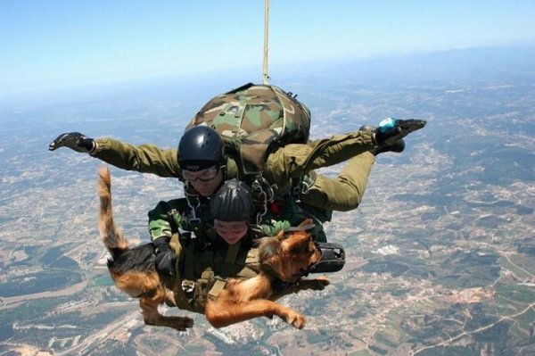 Sky Diving Military With Dog Funny Picture
