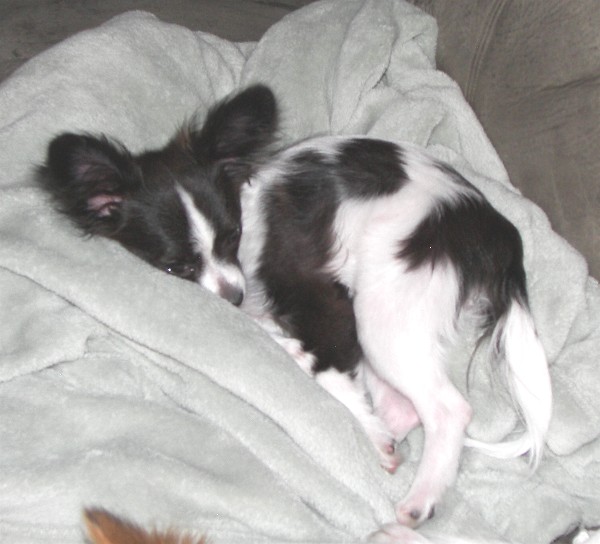 Sleeping Papillon Puppy Picture