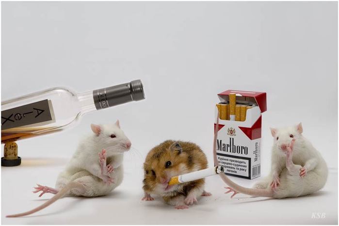 Smoking And Drunk Hamsters Funny Picture.