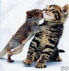 Squirrel Kissing Cat Funny Picture