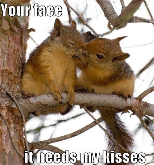 Squirrels Funny Kissing Image