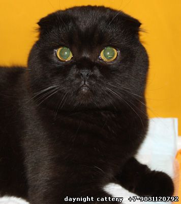 Stunning Black Scottish Fold Cat