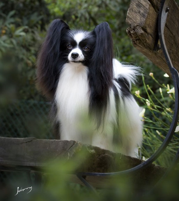 Stunning Photograph Of Black And White Papillon Dog