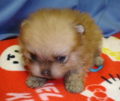 Super Cute Little Pomeranian Puppy