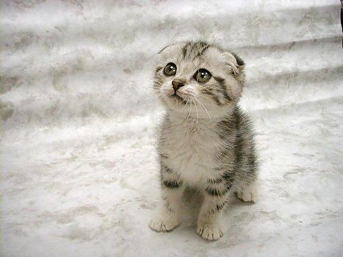 Sweet Little Scottish Fold Kitten