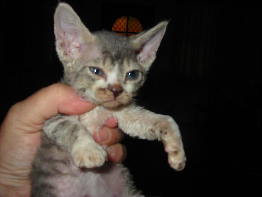 Tabby Devon Rex Kitten In Hand