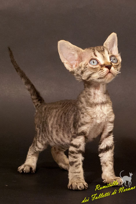 Tabby Little Devon Rex Kitten