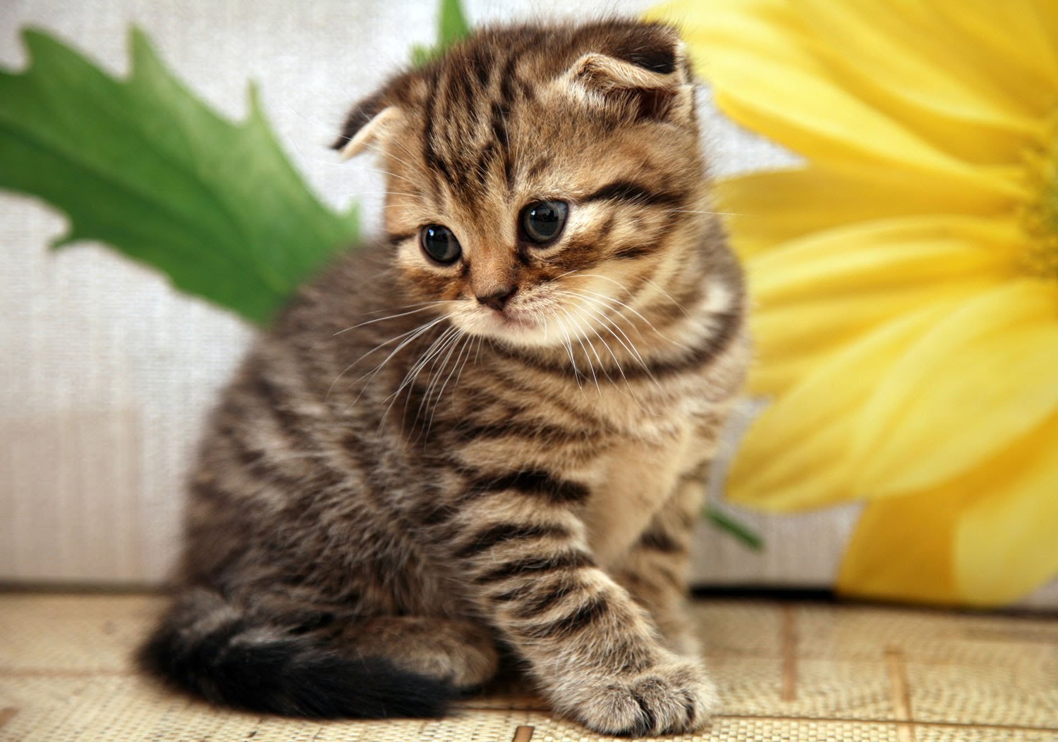 Tabby Scottish Fold Cat