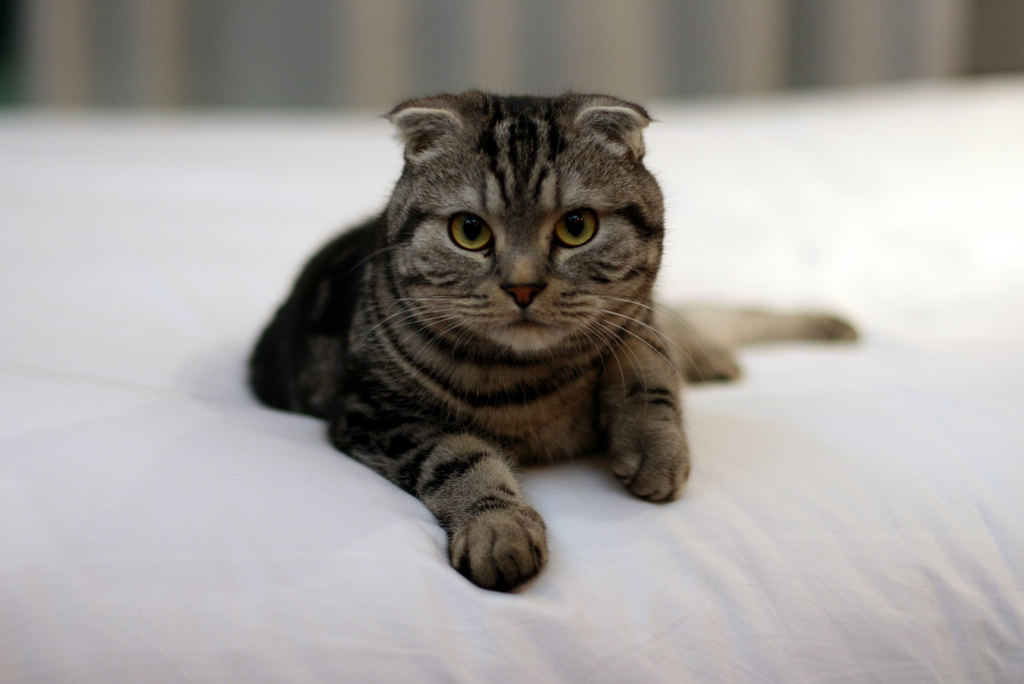 Tabby Scottish Fold Kitten Photo
