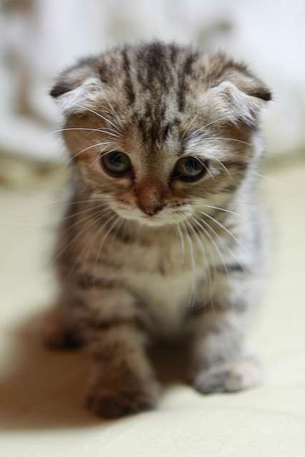 Tabby Scottish Fold Kitten Picture