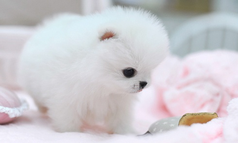Tea Cup Pomeranian Puppy