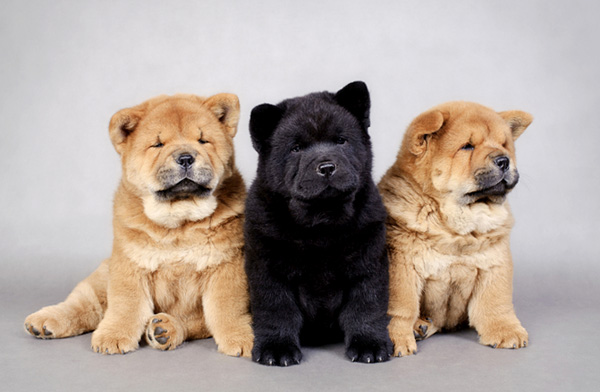Three Chow Chow Puppies Sitting