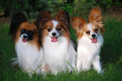 Three Cute Brown And White Papillon Dogs