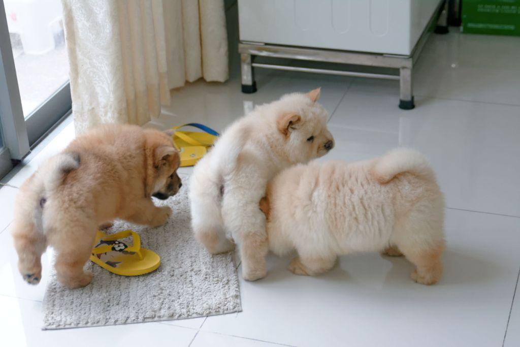 Three Cute Chow Chow Puppies Playing