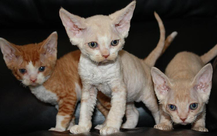 Three Cute Devon Rex Kitten