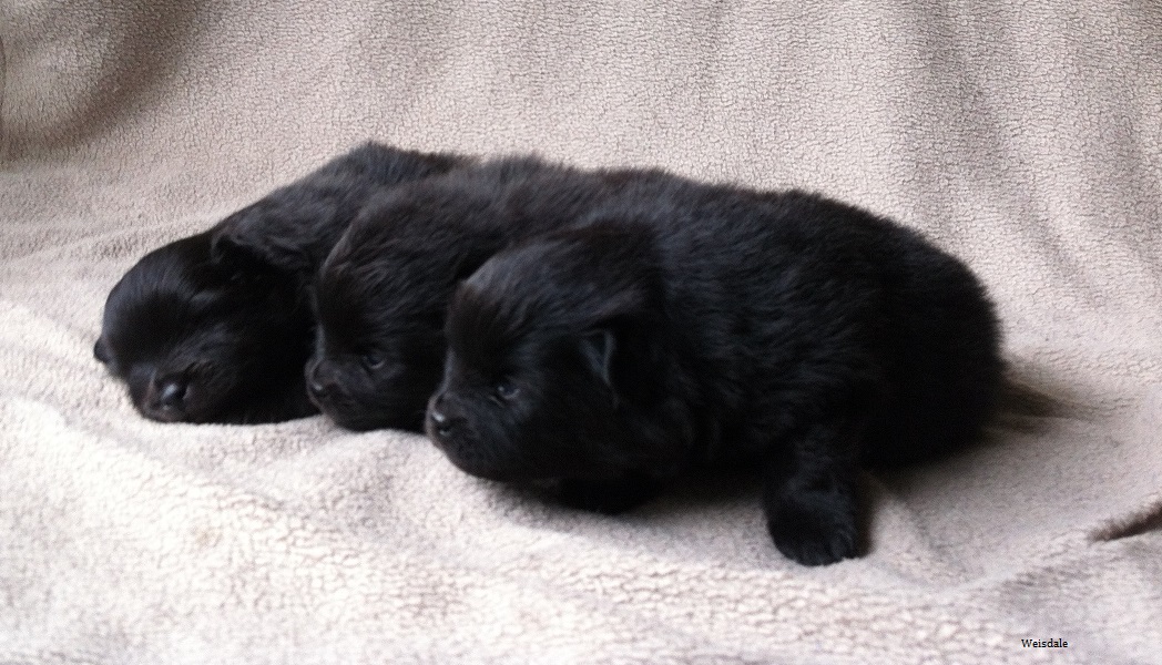 Three Cute New Born Black Pomeranian Puppies