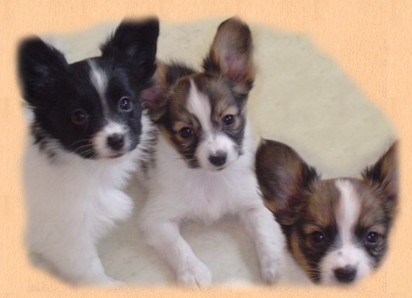 Three Cute Papillon Puppies Picture