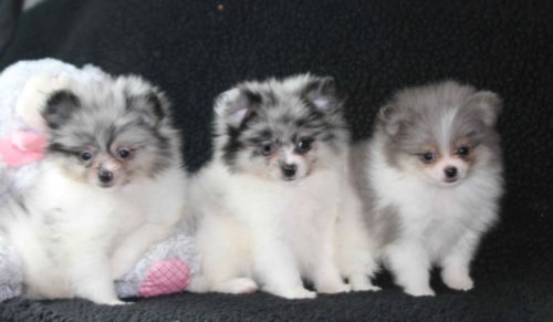 Three Cute Pomeranian Puppies