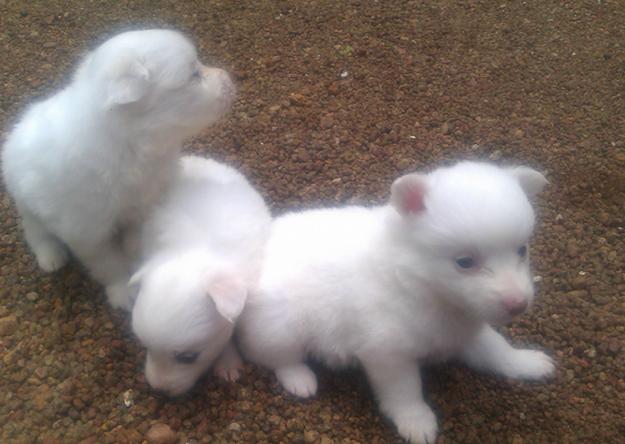 White Pomeranian Puppies Price In India cuteanimals