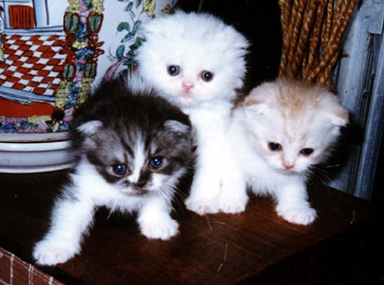Three Cute Scottish Fold Kittens