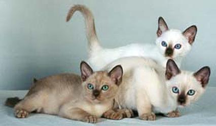 Three Cute Tonkinese Cats