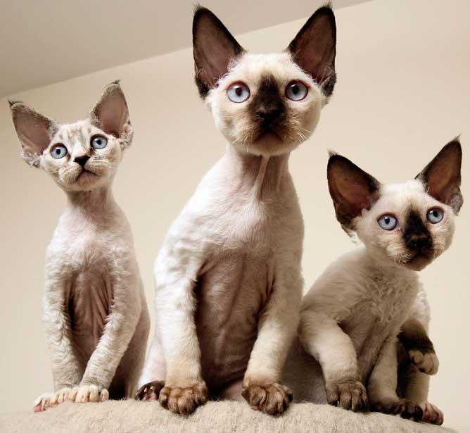 Three Devon Rex Kittens Looking At Camera