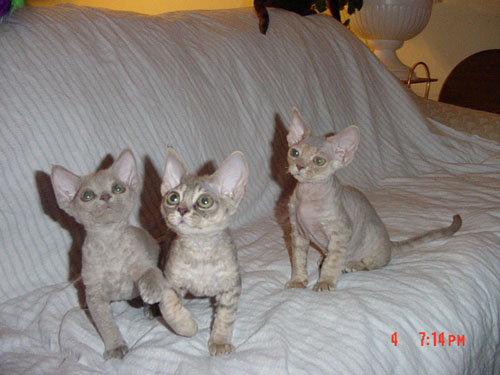 Three Devon Rex Kittens Picture