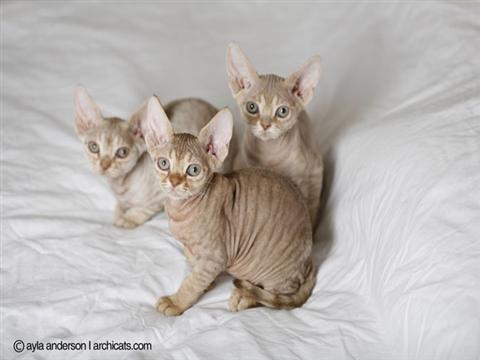 Three Devon Rex Kittens Staring At Camera