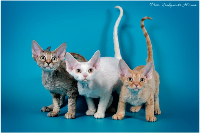 Three Devon Rex Kittens