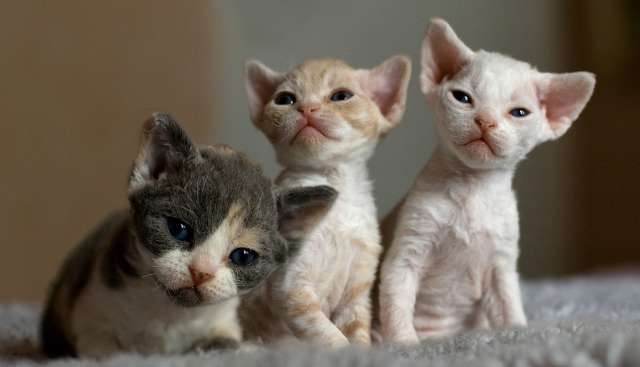 Three New Born Devon Rex Kittens