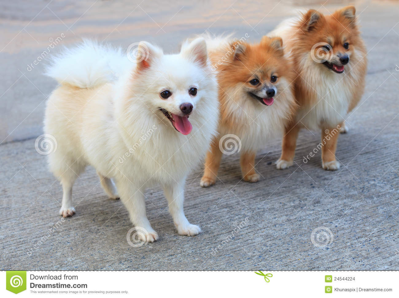 Three Pomeranian Dogs Picture