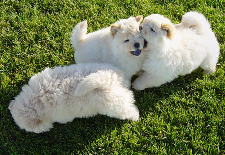 Three White Chow Chow Puppies Playing