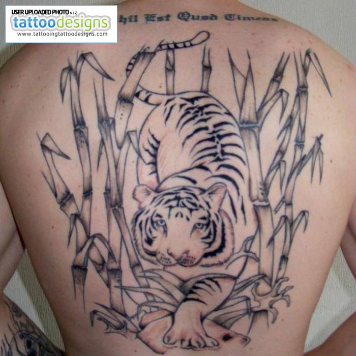 Tiger In Bamboo Trees Tattoo On Man Back