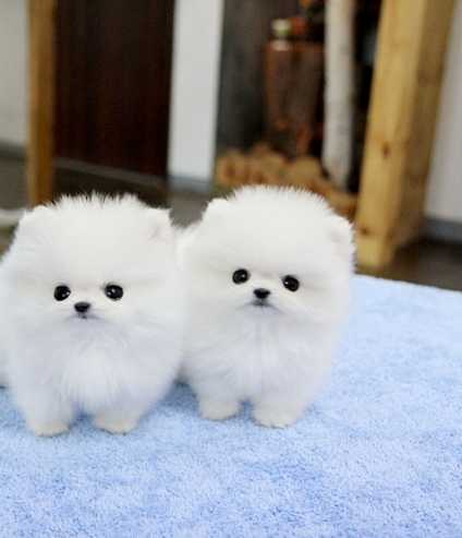 Tiny Adorable White Pomeranian Puppies