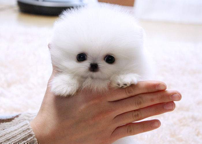 Tiny Tea Cup Pomeranian Puppy
