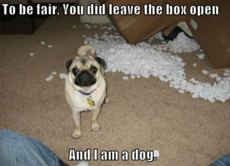 To Be Fair You Did Leave The Box Open Funny Lol Pug Dog Meme Picture
