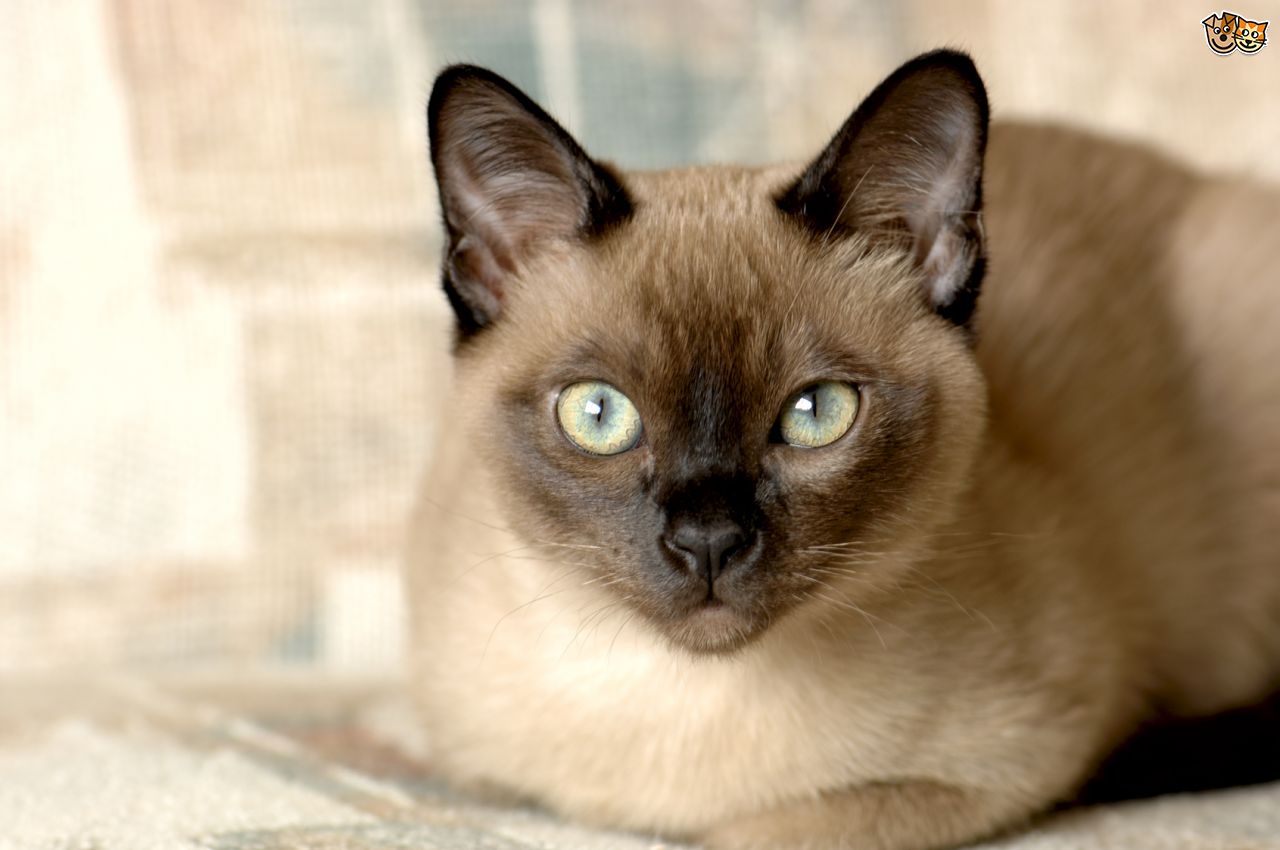 Tonkinese Cat Breed Picture