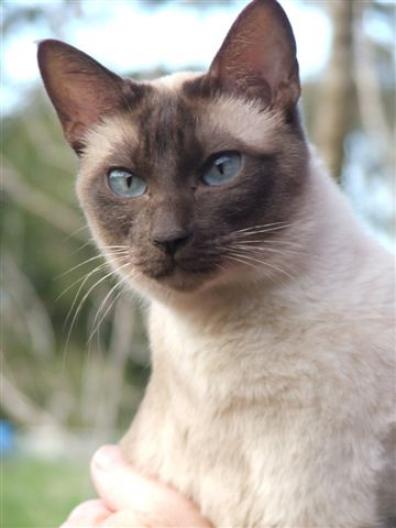 Tonkinese Cat Close Up Picture