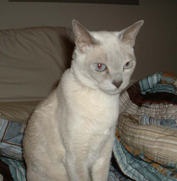 Tonkinese Cat Face Picture
