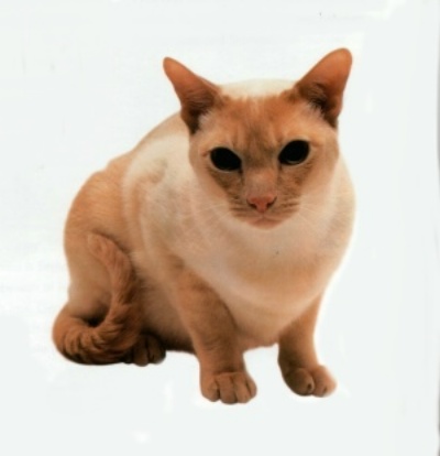 Tonkinese Cat Looking At You