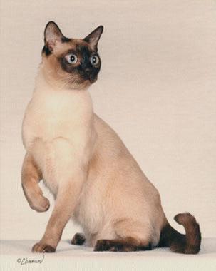 Tonkinese Cat Picture