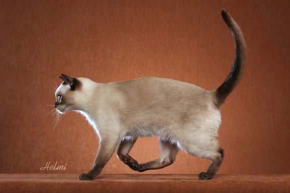Tonkinese Cat Side Picture