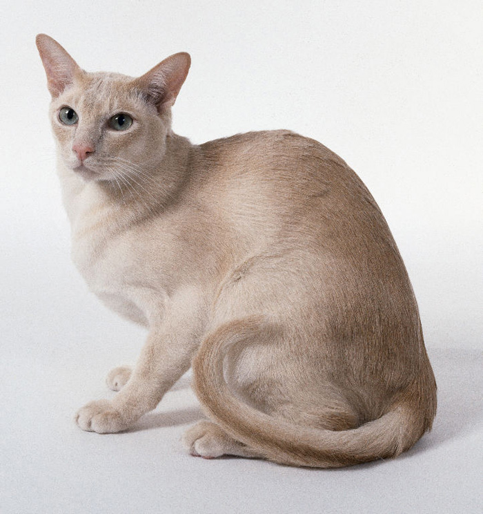 Tonkinese Cat Sitting Picture