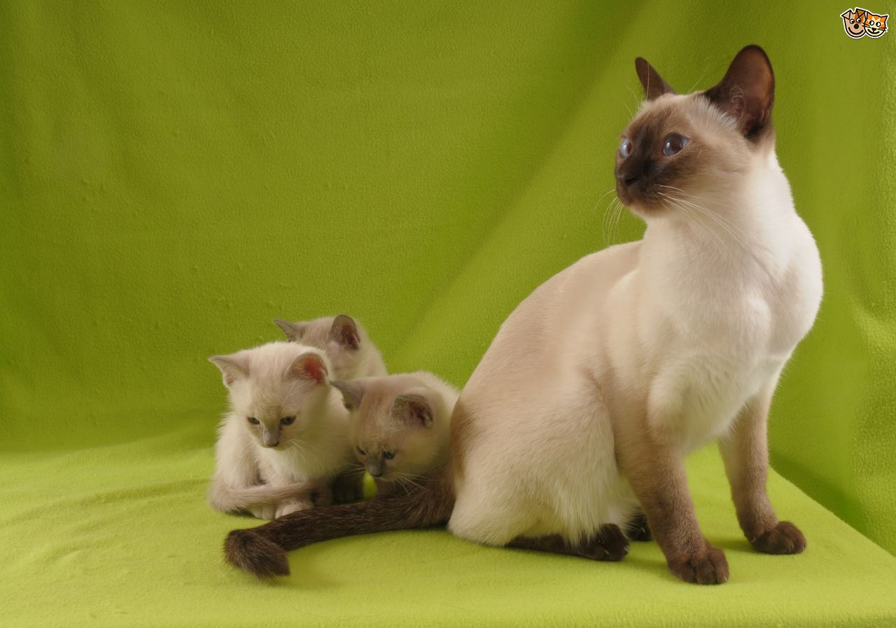 Tonkinese Cat With Her Kittens
