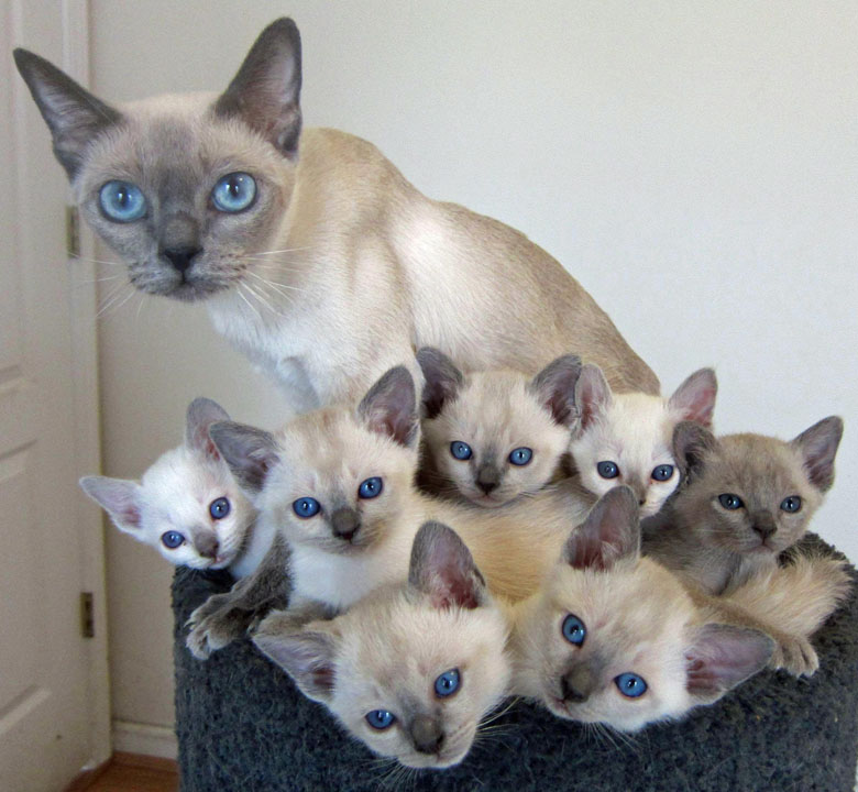 Tonkinese Cat With Kittens