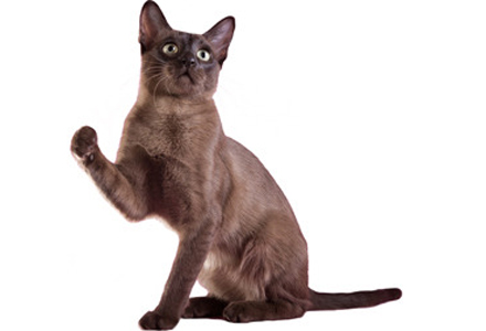 Tonkinese Cat With One Hand Up