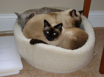Tonkinese Cats Sleeping In Basket